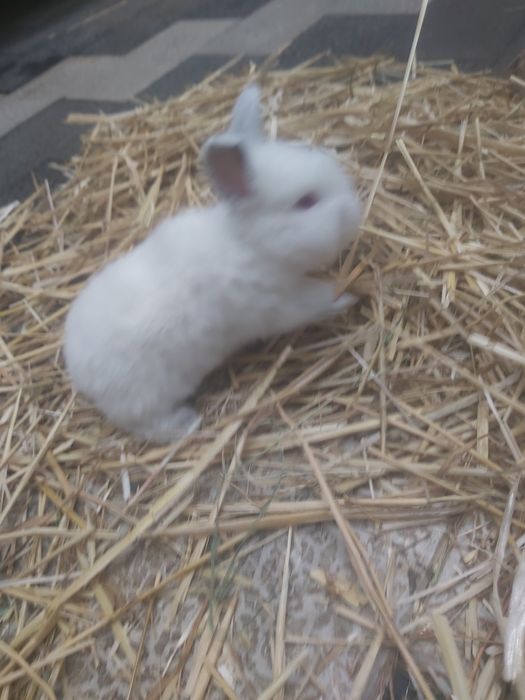 Продаются кролики крольчата куен болалари