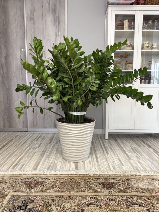 Замиокулькас (Долларовое дерево)