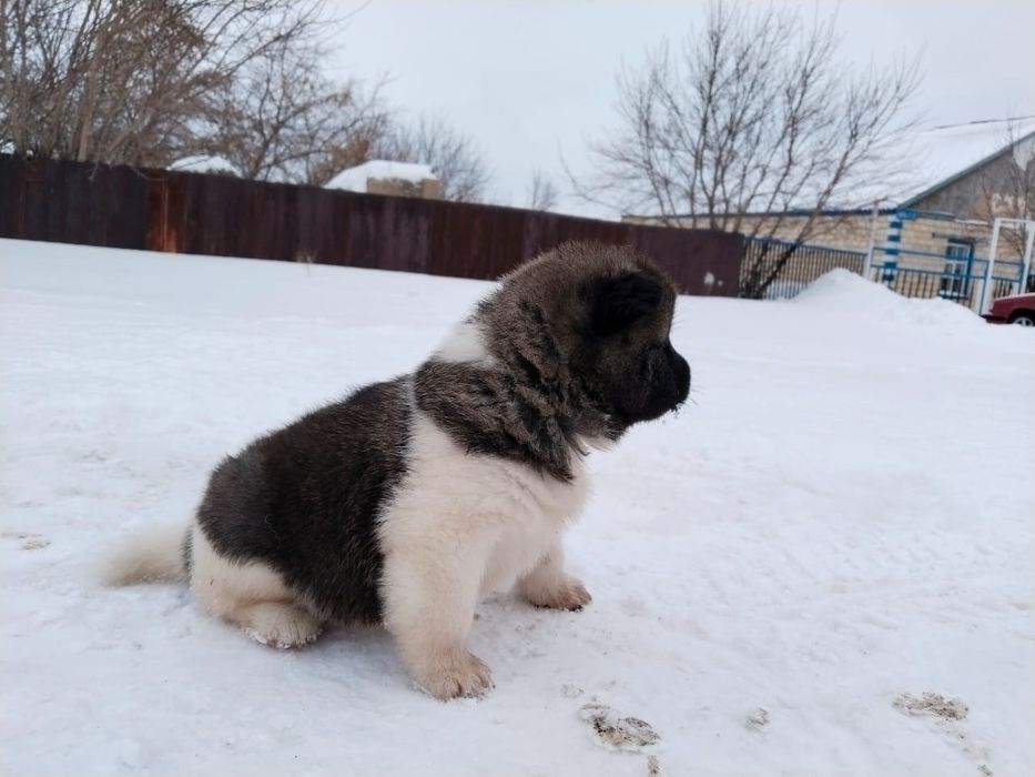 Щенки породы Американский акиты