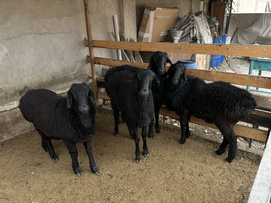 Қой сатылады келісеміз