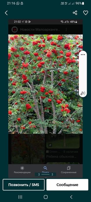 Рябина Рябина рябина