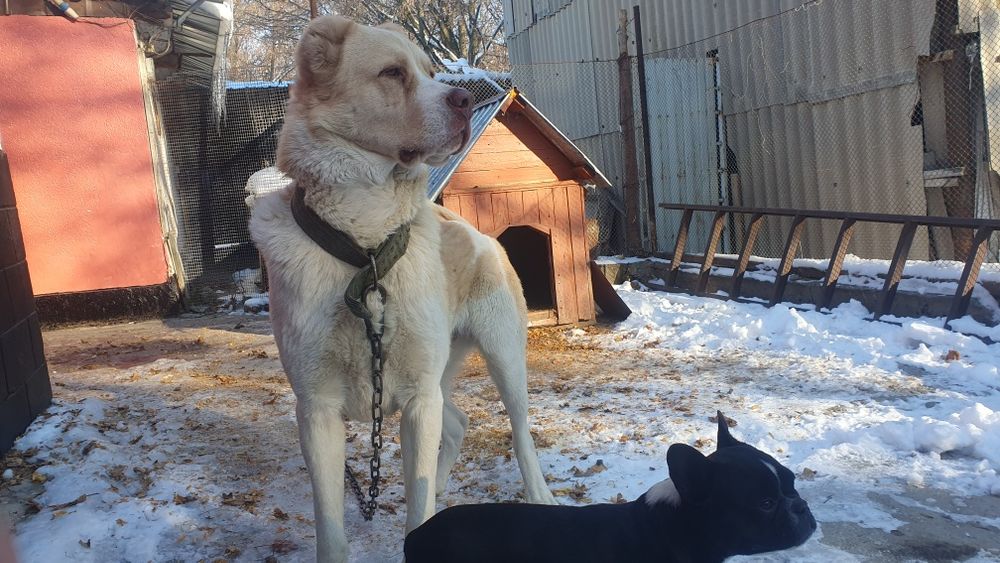 Продам кабеля боицовых кровей