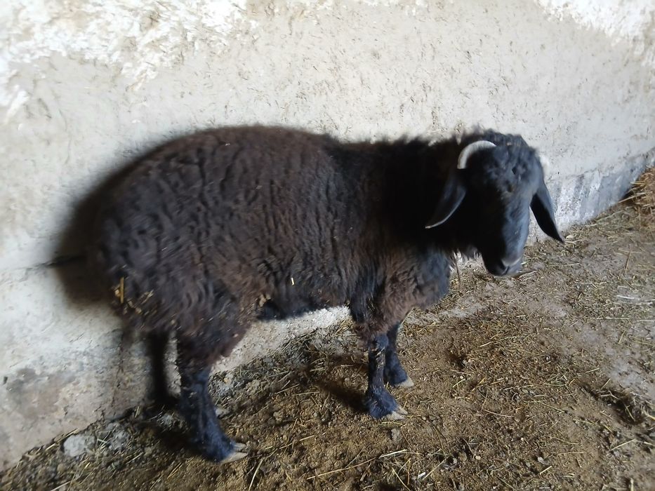 Qo'chqor barralar sotiladi