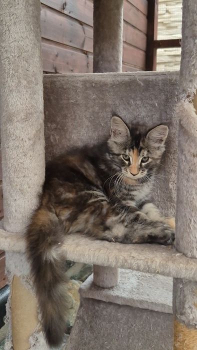 Pui pisica  Maine Coon