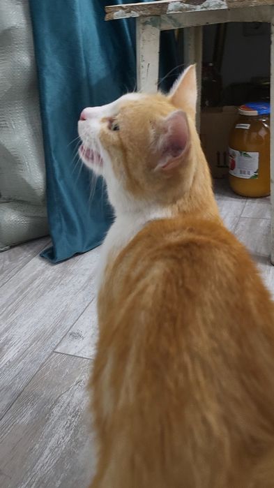 Невероятно ласковый котик