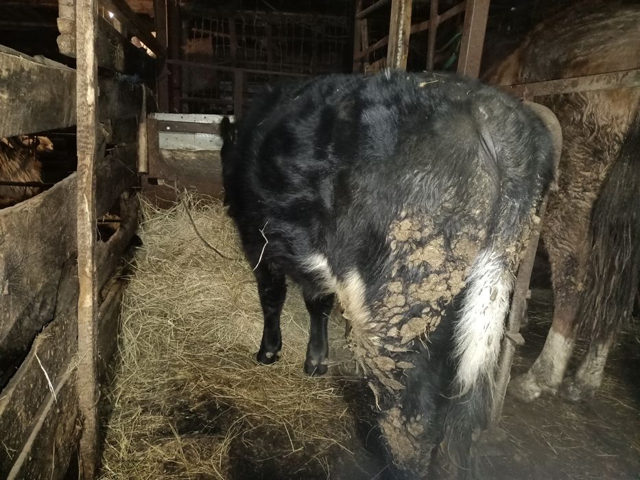 Продам 9 месяцев