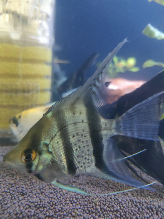 Скалярии балықтары