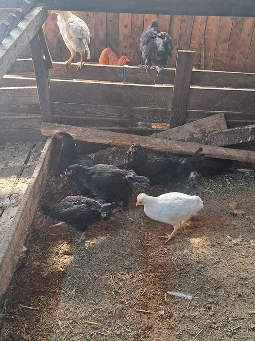 Vând puicute rasa de oua