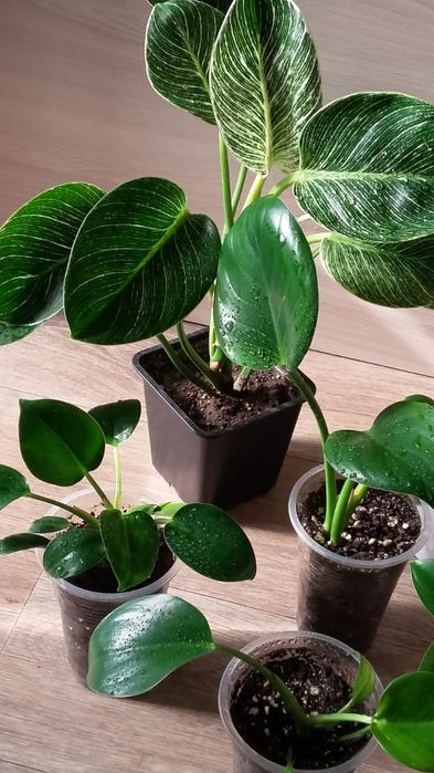 Филодендрон  Биркин