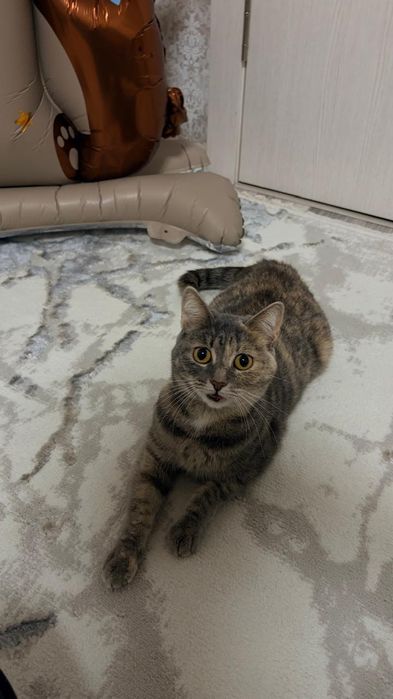 Отдам кошек в добрые руки