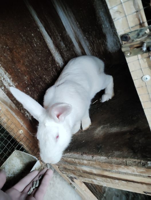 Hikol quyolari sotiladi