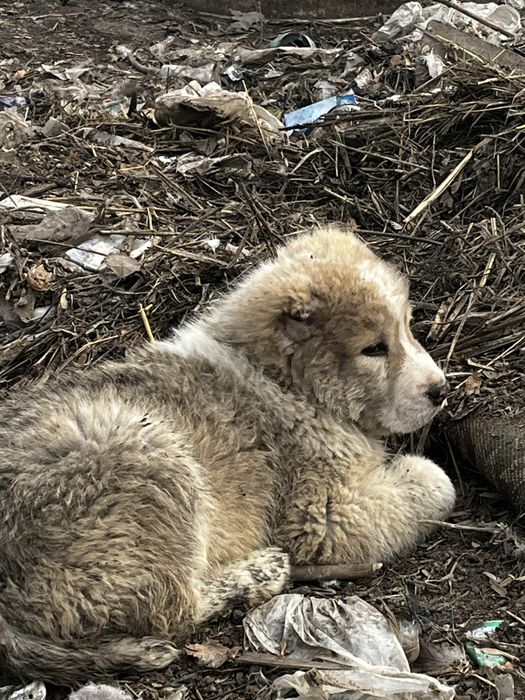 Продам щенков Сао