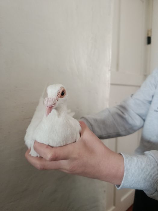 Голуб белый дракон