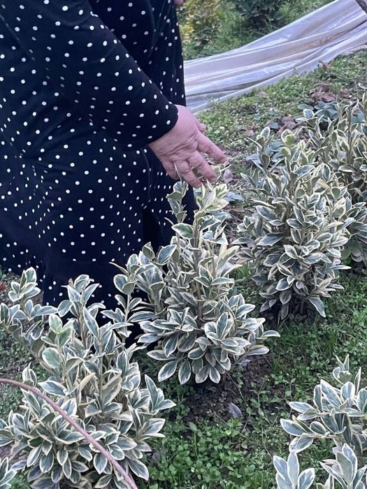 Bresklet bravo Shamshodlari va ko’chatlari