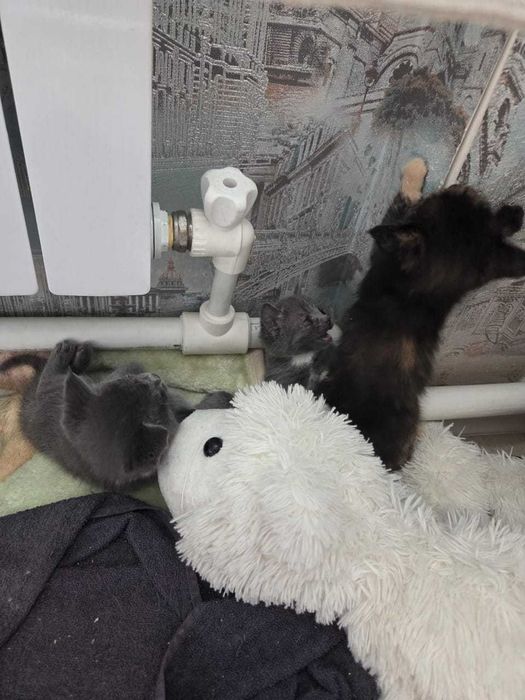 Котята маленьки красивые