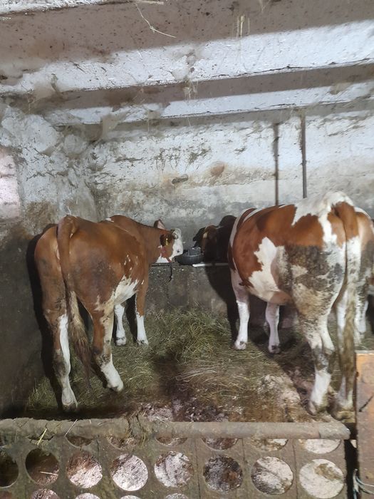 Vînd 2  juninci  2ani și 6luni și una 2 și 7 luni