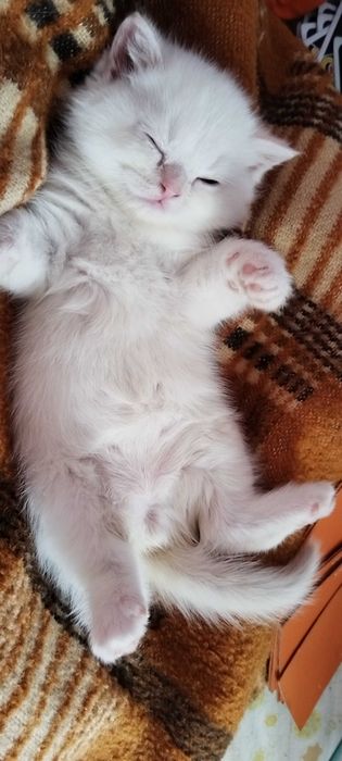 Невероятни шотландски котенца