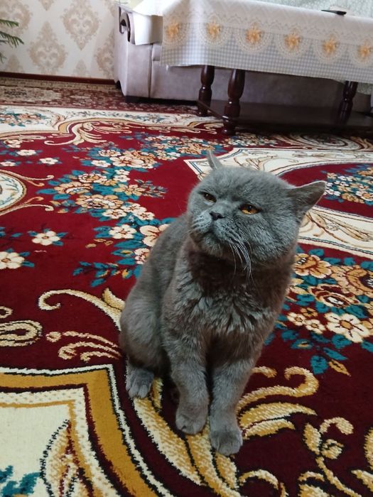 британский шиншилла тозза