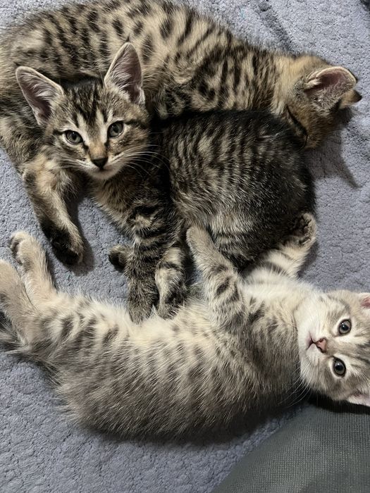 Котики, обе милые девочки