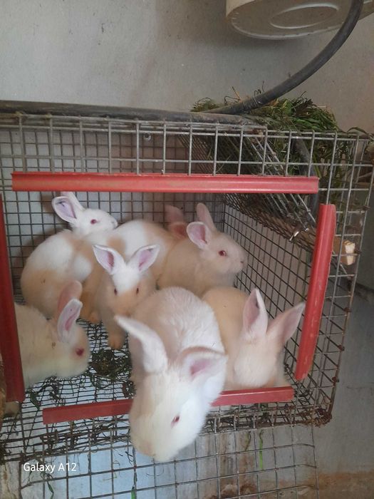 Iepuri Neozeelandezi de carne!