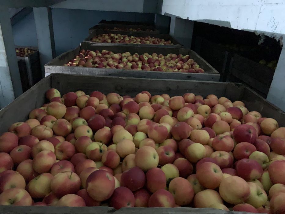 Vand mere florina si idared