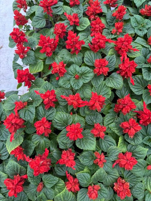 Петуня цветы рассады