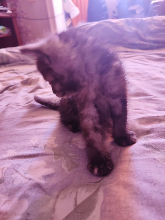 Отдаю даром девочку