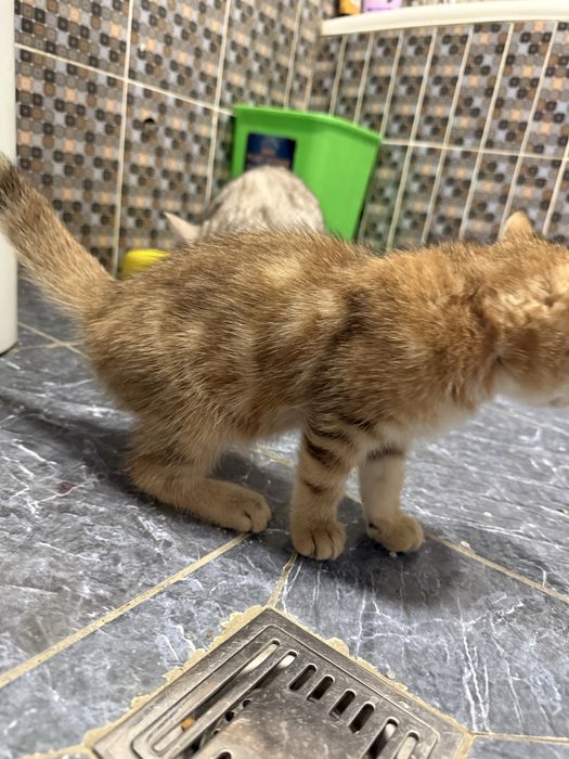 Seribristiy shinshila bilan zalatoy shinshila bolalari