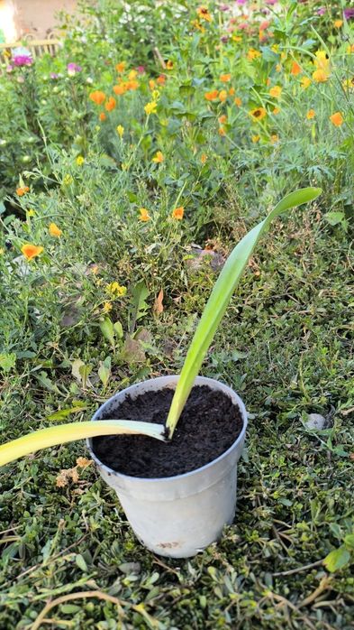 Продаю гипераструм