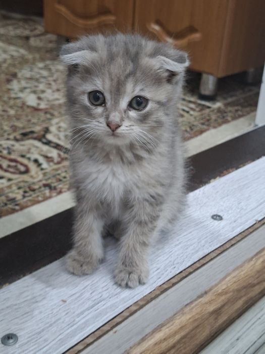 Продам Кошка Выслоухая