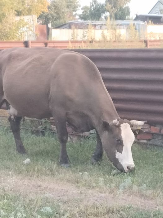 Продам дойную корову