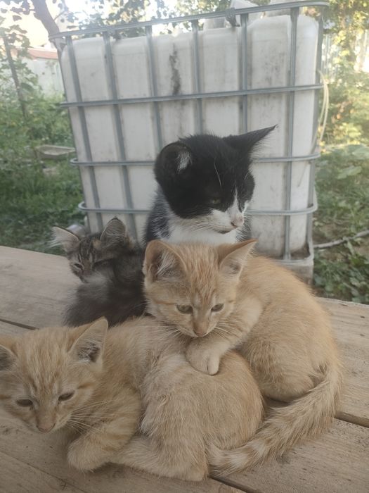 Котята, доставка до дверей