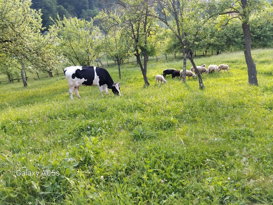 Mieluțe de vânzare.