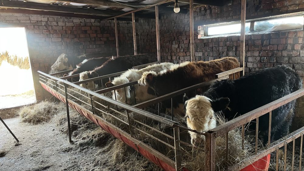 Бұзау,Бұқалар сатылады