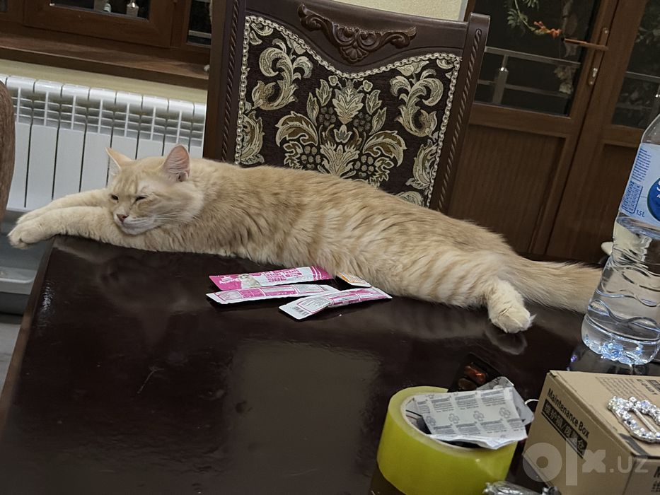 Продаются котята