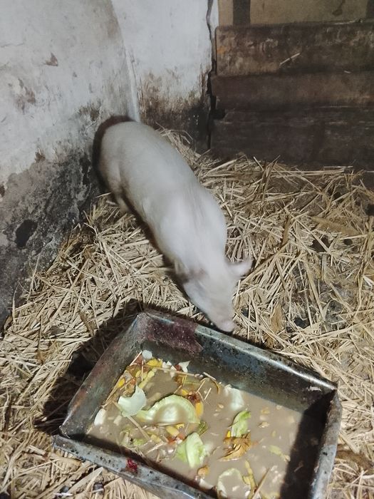 Продаю кабана племенного