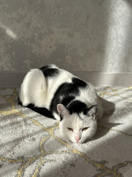 Отдам в хорошие руки кошку
