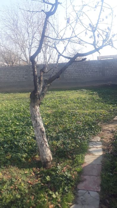 Деревья Один камаз