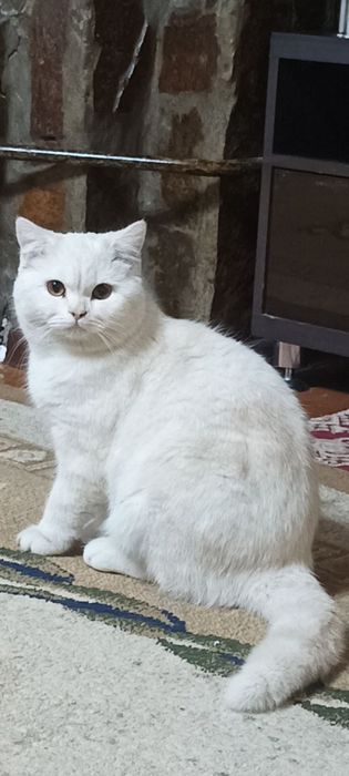 Чистый британский короткошерстный кот — спокойный и красивый, 1+ год