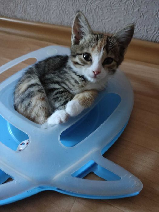 Отдам котенка девочку