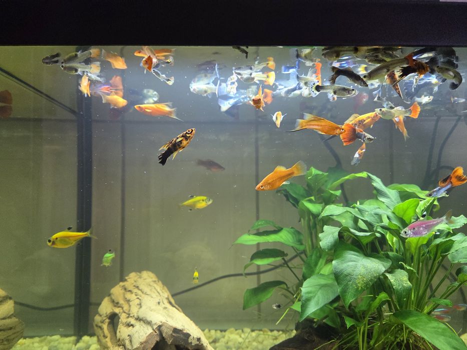 Pesti de acvariu (Xipho si guppy)