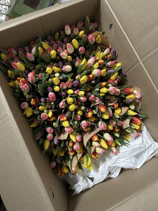 Тюльпаны оптом в Костанае от 380тг