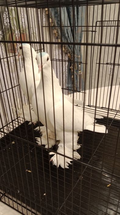 Голуби продаются, Голубь