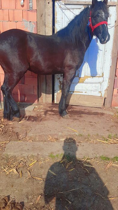 Vand sau schimb manz