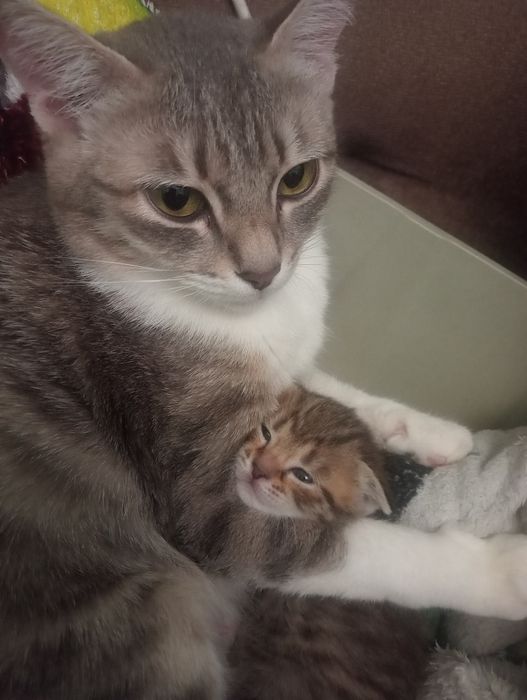 Вислоухая и прямоухий леопардики