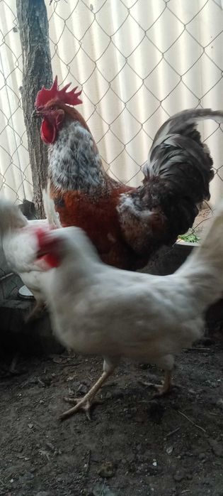 Петух Кораз на продажу