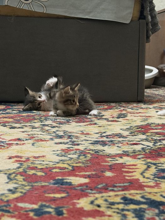 Отдам котят в добрые руки)