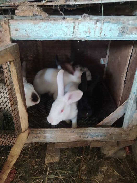 Продам кролей ...