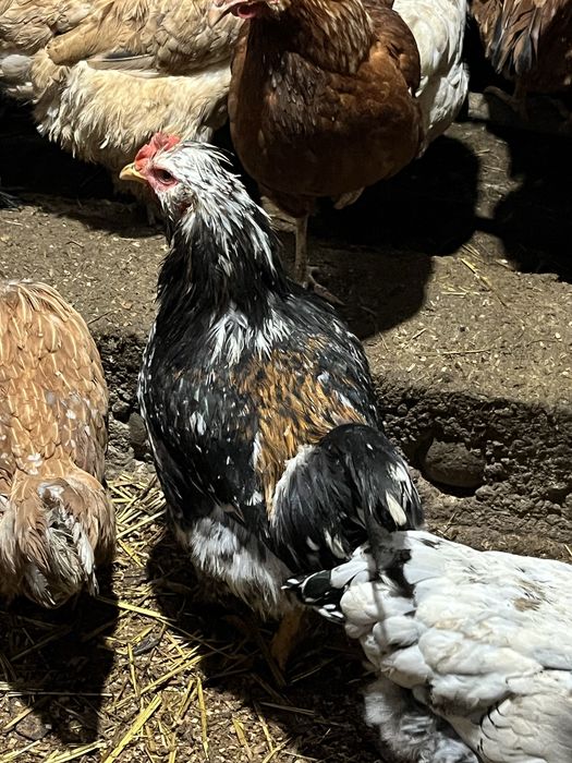 Петли на различна възраст