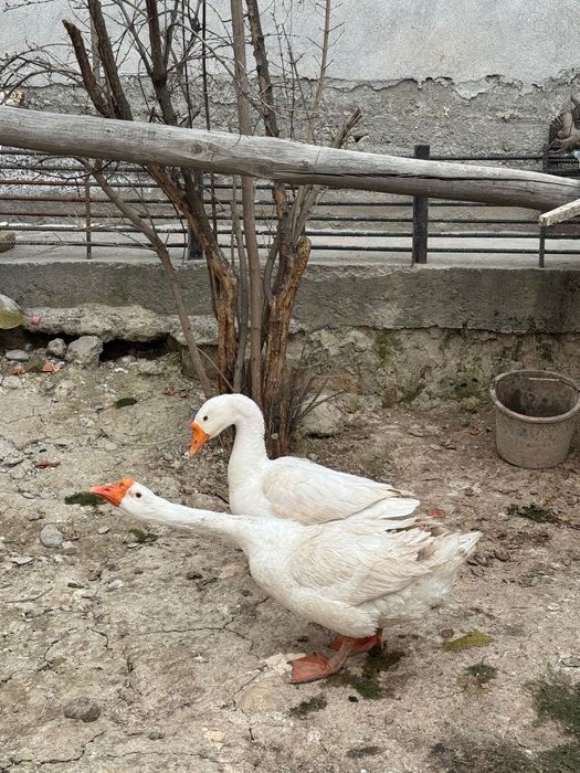 G’oz sotiladi tuxumlaydi